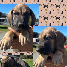 Cashmere - Fawn male Great Dane puppy in Wellsville, New York from Prophecy Danes