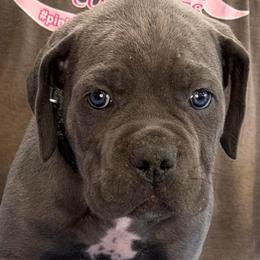 Black Collar Boy - Vera x Lawman - AKC and ICCF - Gray male Cane Corso puppy in Gorman, Texas from McOmber Country Kennels