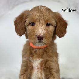 Willow - Apricot female Goldendoodle puppy in Milford, Indiana from Railway Acres Kennel