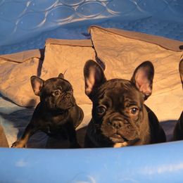 French Bulldog Puppies from Wulfrano Viveros