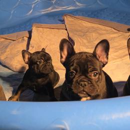 French Bulldog Puppies from Wulfrano Viveros