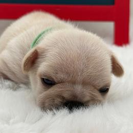 Celeste - Cream female French Bulldog puppy in Largo, Florida from Big Daddy Frenchies