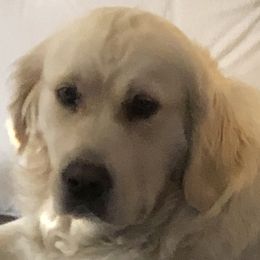 Gabby - Golden Retriever