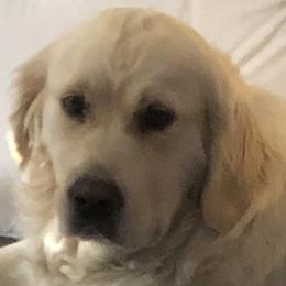 Gabby - Golden Retriever