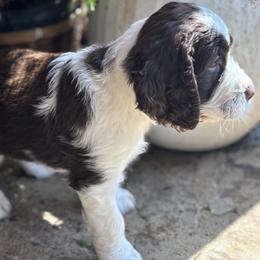 English Springer Spaniel puppies from Rosebud Breeding