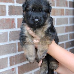 Red Collar - Sable male German Shepherd puppy in Mount Vernon, Missouri from German Haus German Shepherds LLC