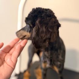 Tansy - Phantom female Poodle puppy in Rock Island, Oklahoma from Virelle Poodles