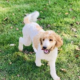 Bella - Goldendoodle