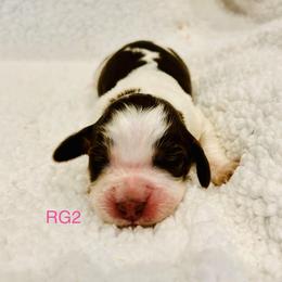 RG2 - Tri-Roan female English Springer Spaniel puppy in Britton, South Dakota from K&S Canines