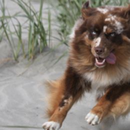 Australian Shepherds from Gearhart Aussies