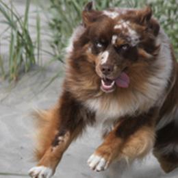 Australian Shepherds from Gearhart Aussies