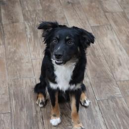 Tuxedo Bear - Miniature Australian Shepherd