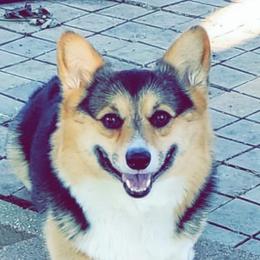 Pembroke Welsh Corgis from D&D P.W.Corgi's