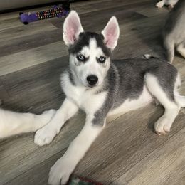 Siberian Husky Puppies from McDonald's Homegrown Huskies