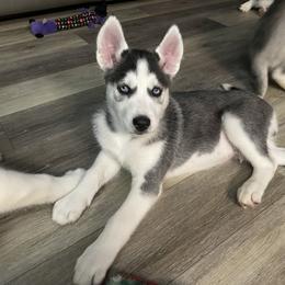 Siberian Husky Puppies from McDonald's Homegrown Huskies