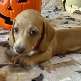 Roo - Cream female Dachshund puppy in Homedale, Idaho from Jeff & Joette
