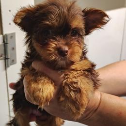 Kisses - Chocolate, tan and white female Yorkshire Terrier puppy in Pine Grove, Pennsylvania from Cathy Burns