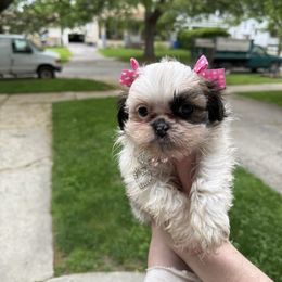Keeta - Sable and white female Shih Tzu puppy in Lakewood, Ohio from Purelyshihtzupups