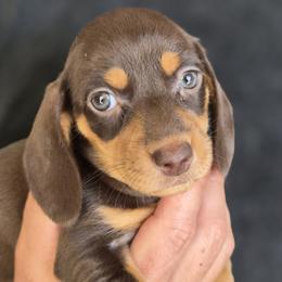 Coco - Chocolate and tan female Dachshund puppy in Salem, Oregon from Wonder Weenies