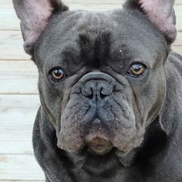 French Bulldogs from Fetching Frenchies of SWFL