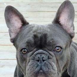 French Bulldogs from Fetching Frenchies of SWFL