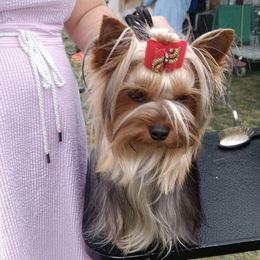 India - Yorkshire Terrier