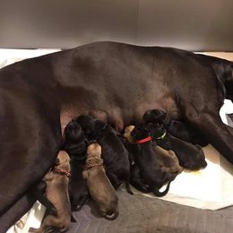 Great Dane Puppies from Blackgold Great Danes