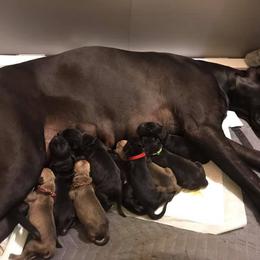 Great Dane Puppies from Blackgold Great Danes