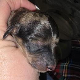 Chocolate dapple - Dapple male Dachshund puppy in Port Charlotte, Florida from Vicki's Dachshund Crossing