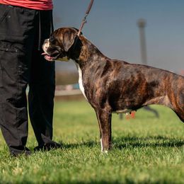 JULZ - Boxer