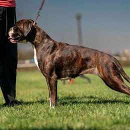JULZ - Boxer