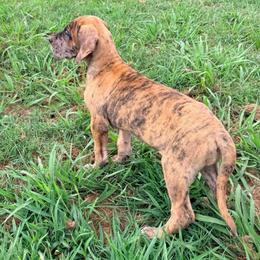 Cantaloupe - Merle female Great Dane puppy in Jerusalem, Arkansas from Mara Danes