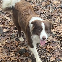 Border Collie puppies from Cross Creek