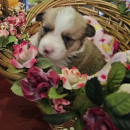 Bing - Red female Pembroke Welsh Corgi puppy in Walnut, Iowa from Michelle's House of Corgi's