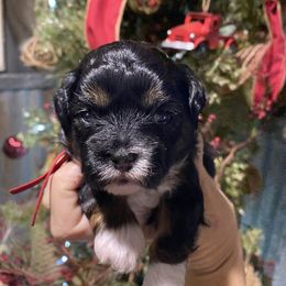 Red collar - Black and white female Shihpoo puppy in Millsap, Texas from Gaston’s Posh Poodles and Doodles