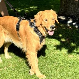 Golden Retriever Puppies from Mountain View Goldens