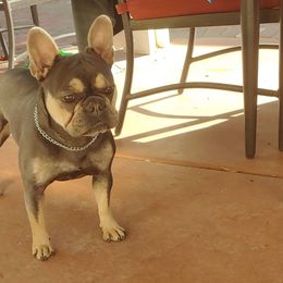 French Bulldogs from Cooking Up A Storm