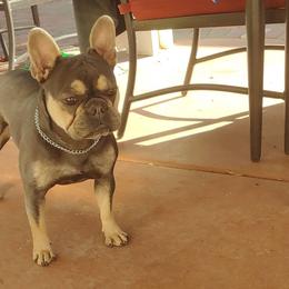 French Bulldogs from Cooking Up A Storm