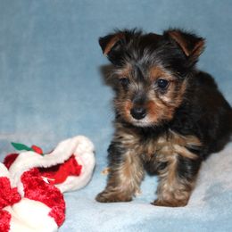 Chico - Black and tan male Yorkshire Terrier puppy in Saint Clair, Missouri from Missouri Yorkies