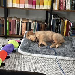 Lucky - Dark golden male Golden Retriever puppy in Orlando, Florida from Homeward Bound Goldens