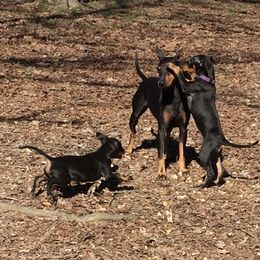 Manchester Terrier Puppies from MosaicManchesters.com