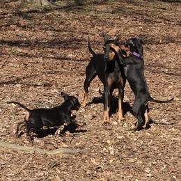 Manchester Terrier Puppies from MosaicManchesters.com