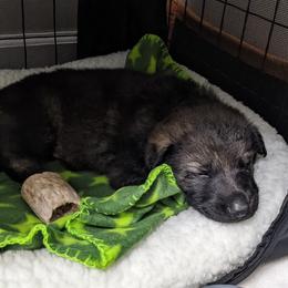 German Shepherd Puppies from Reign Land