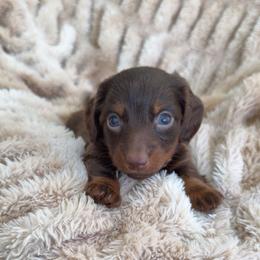 Tyson - Chocolate and tan male Dachshund puppy in North Fort Myers, Florida from Trust Fund Devil Kennel