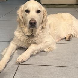 Dixie - Golden Retriever