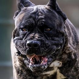 Chungus - Cane Corso
