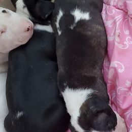 Bull Terriers from Scrumdiddlyumptious Bull Terriers