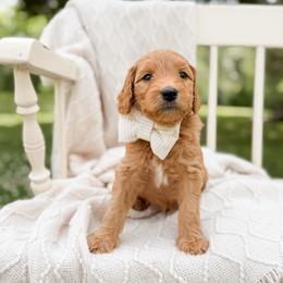 Rowdy - Red  male Goldendoodle puppy in Ooltewah, Tennessee from Allison Family Doodles