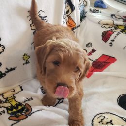 Helena - Red  female Goldendoodle puppy in Phoenix, Arizona from Kerri's Goldendoodles