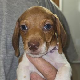 Puzzle - Piebald male Dachshund puppy in New Caney, Texas from BouncinMiniWeenies